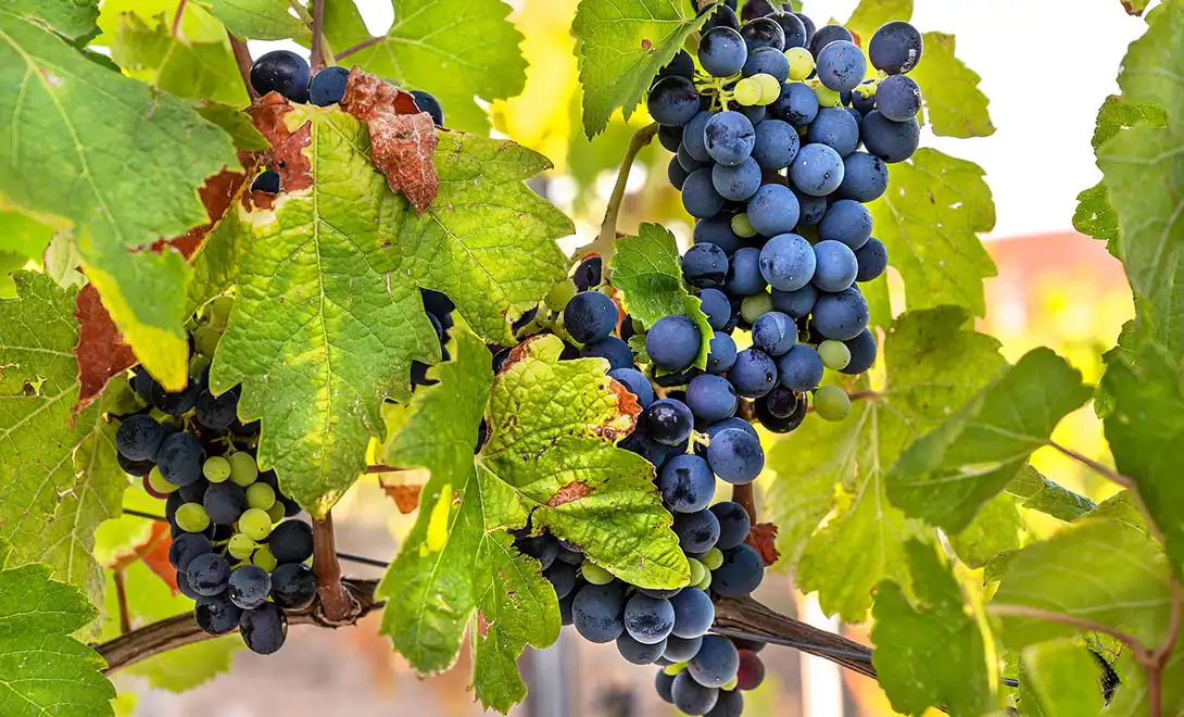 Are peptides suitable for grapevine leafroll virus management？